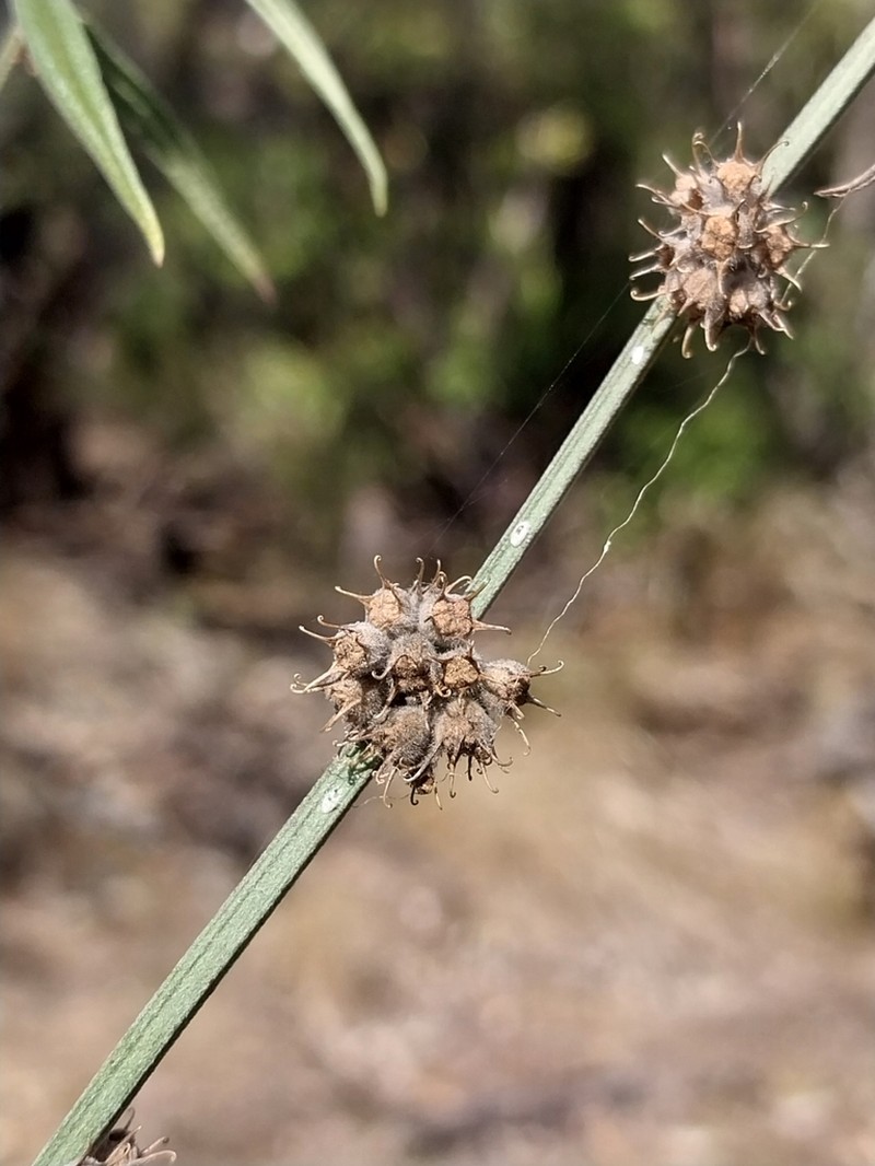 Teucrium betchei photo 6