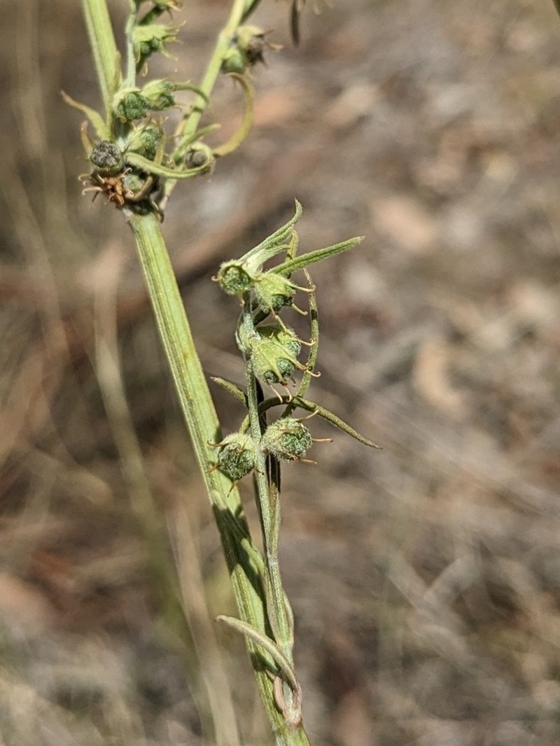Teucrium betchei photo 8