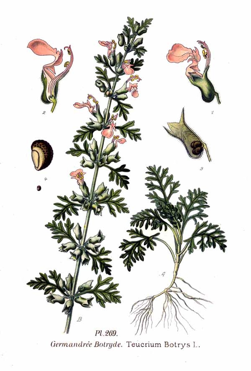Cutleaf Germander photo 4
