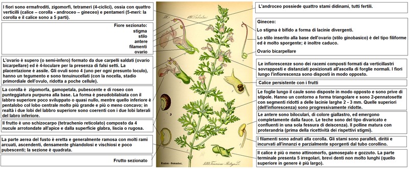 Cutleaf Germander photo 5