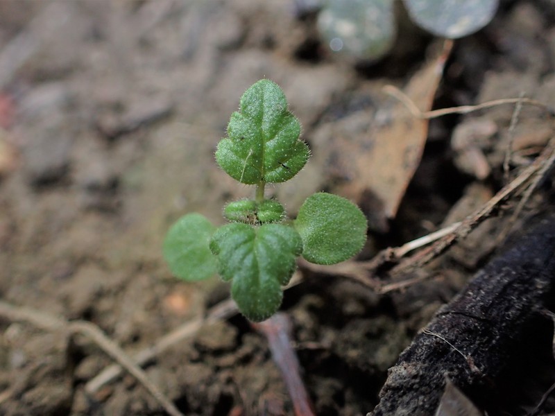 Cutleaf Germander photo 6
