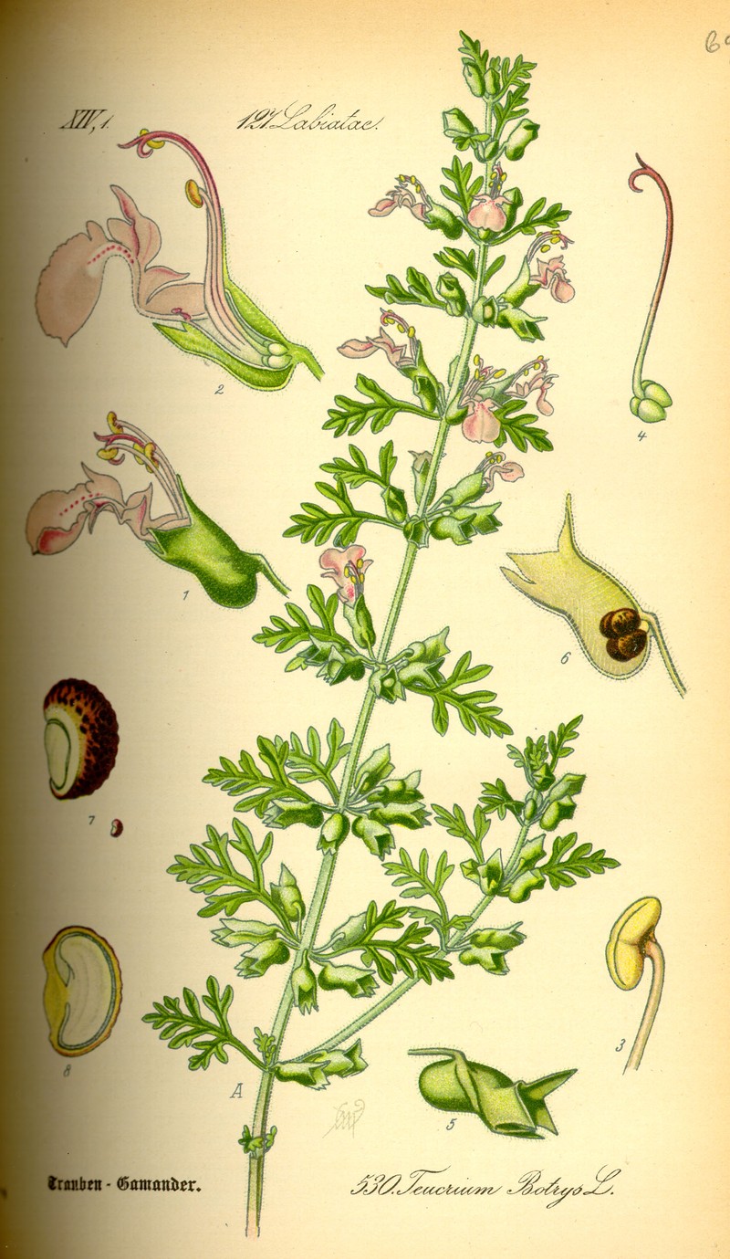 Cutleaf Germander photo 2