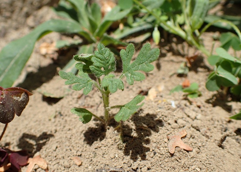 Cutleaf Germander photo 3