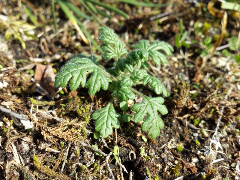 Cutleaf Germander photo 7