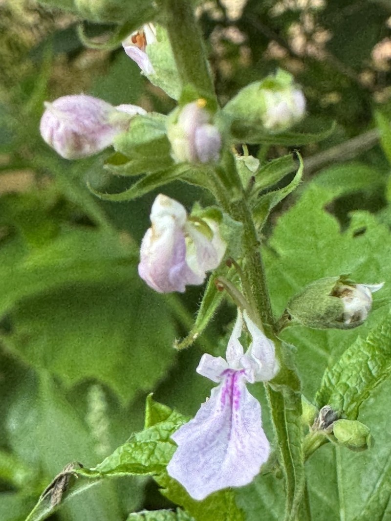 Canada Germander photo 2