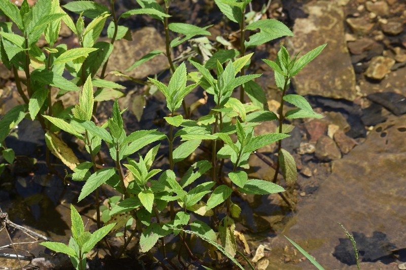 Canada Germander photo 3