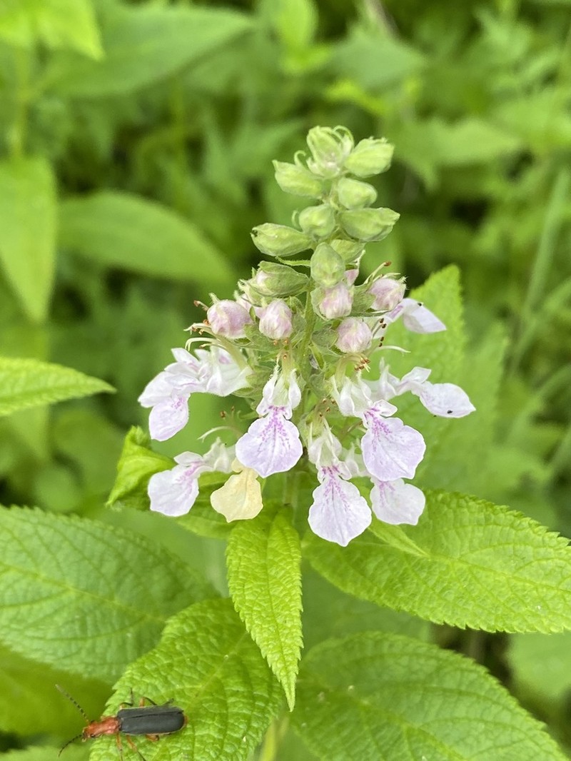 Canada Germander photo 4