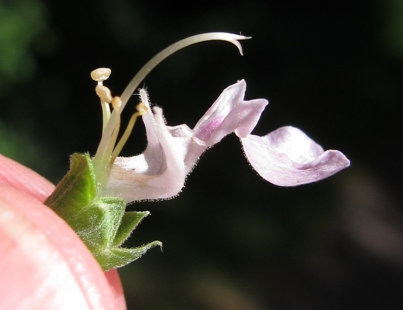 Canada Germander photo 5
