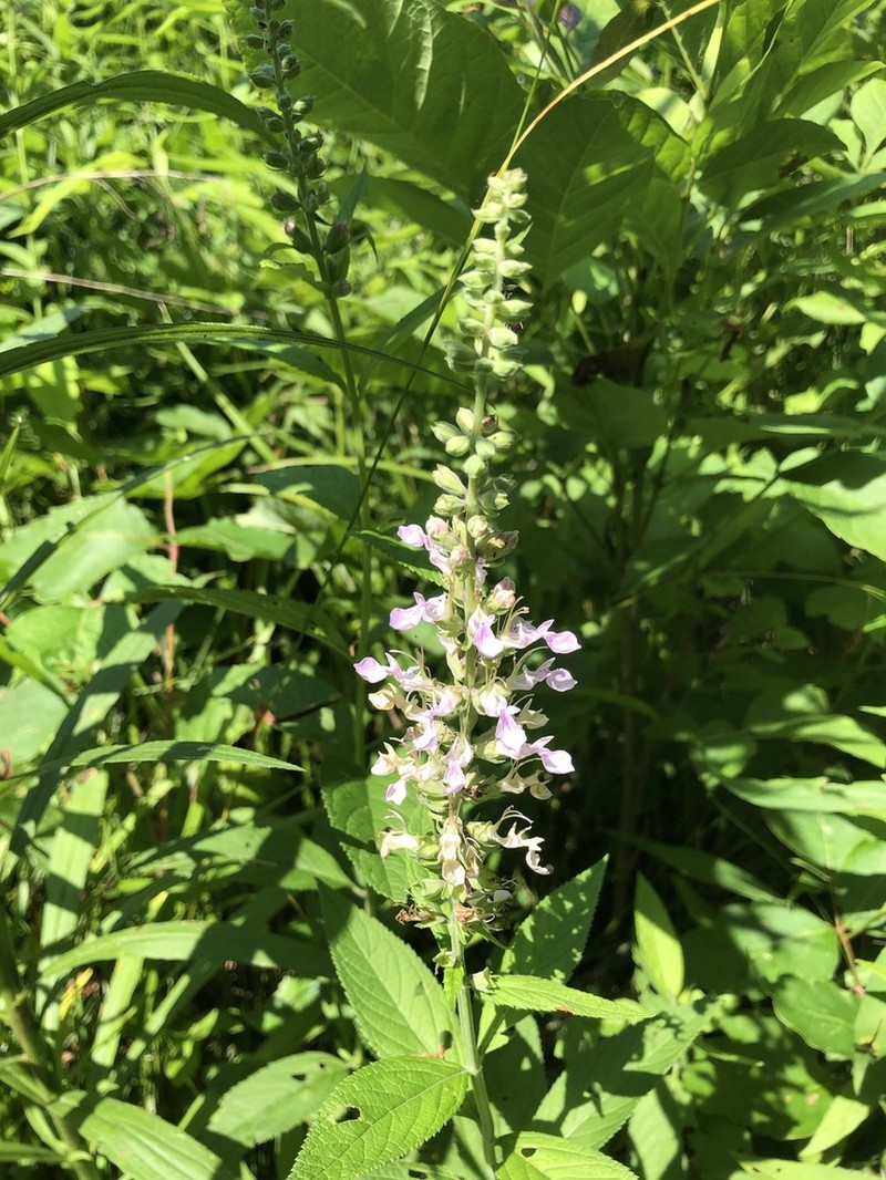 Canada Germander photo 6