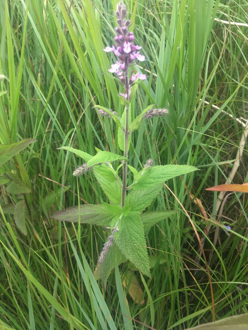 Canada Germander photo 7