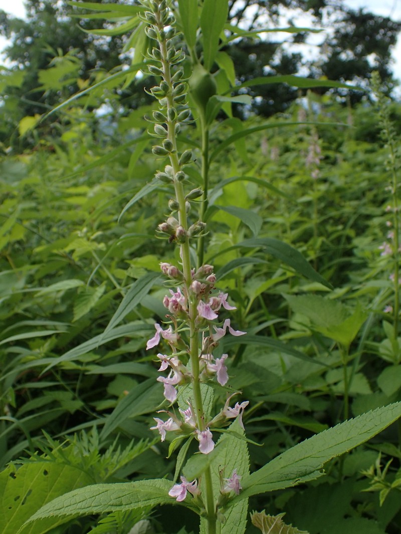 Teucrium canadense var. canadense photo 3