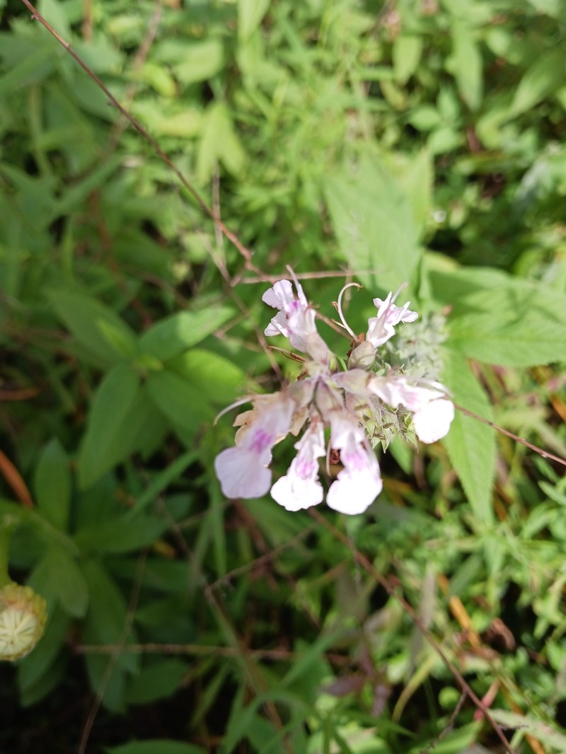 Teucrium canadense var. canadense photo 4
