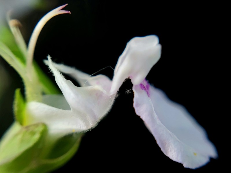 Teucrium canadense var. canadense photo 5