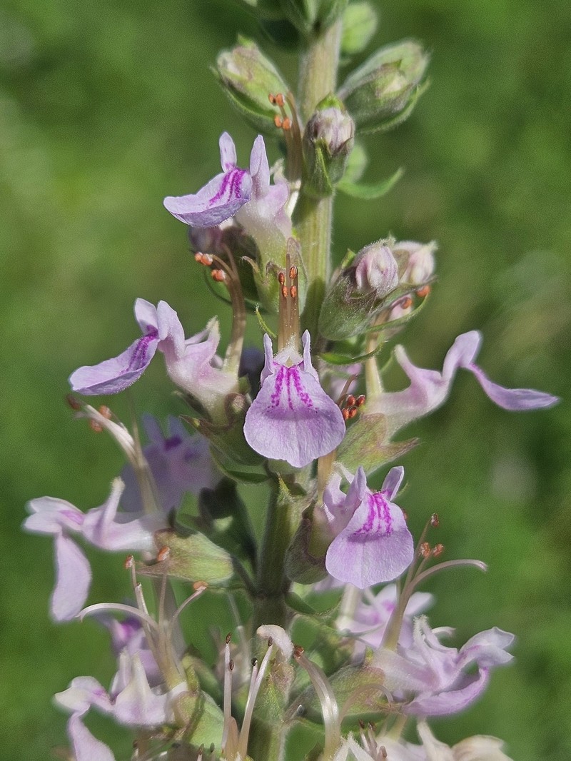 Teucrium canadense var. canadense photo 6