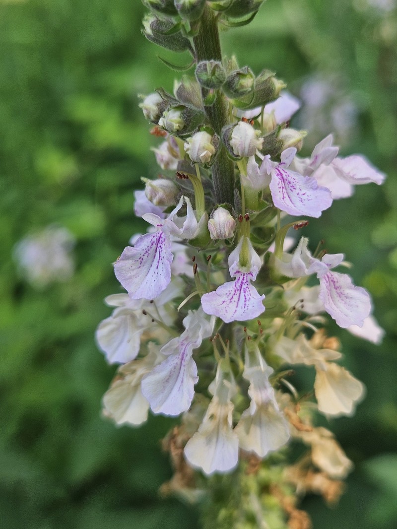 Teucrium canadense var. canadense photo 8