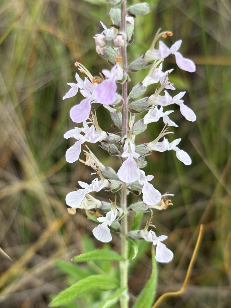 Teucrium canadense var. hypoleucum