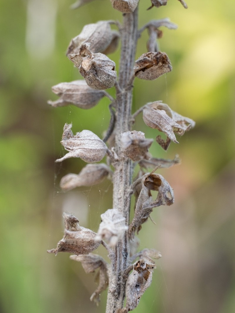 Teucrium canadense var. hypoleucum photo 2