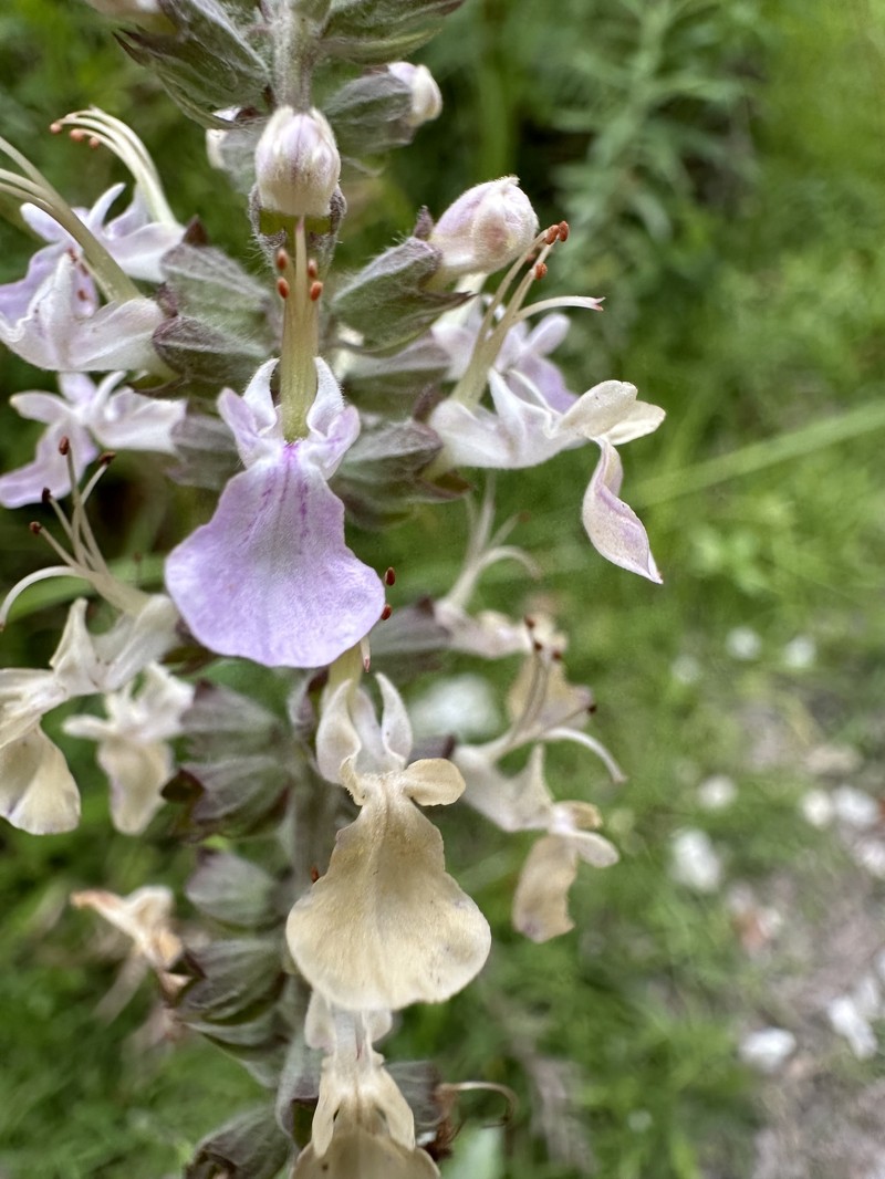 Teucrium canadense var. hypoleucum photo 3