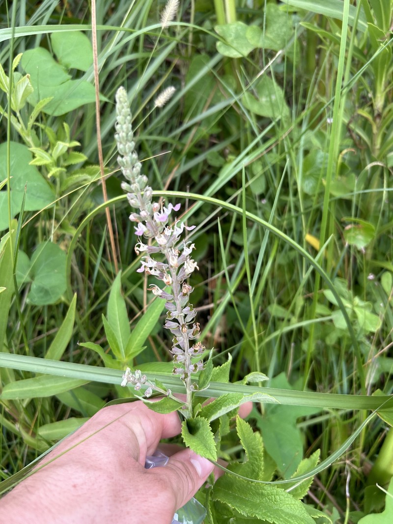 Teucrium canadense var. hypoleucum photo 4