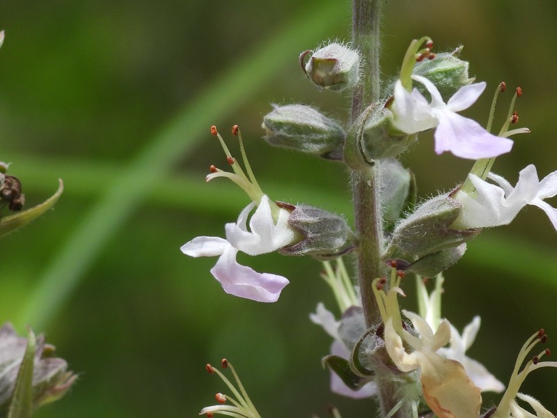 Teucrium canadense var. hypoleucum photo 5