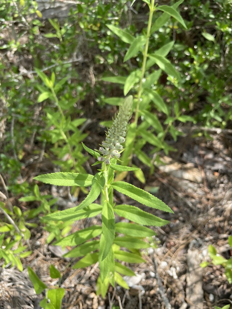 Teucrium canadense var. hypoleucum photo 6
