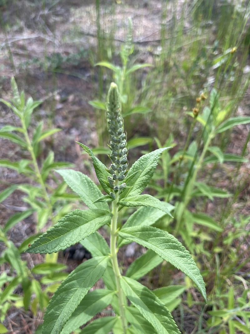 Teucrium canadense var. hypoleucum photo 7