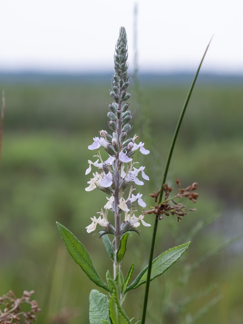 Teucrium canadense var. hypoleucum photo 8