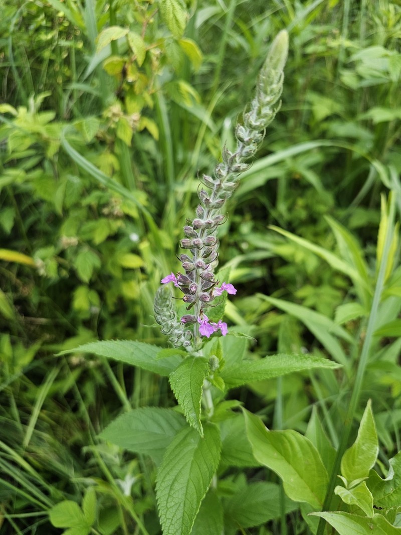 Teucrium canadense var. occidentale