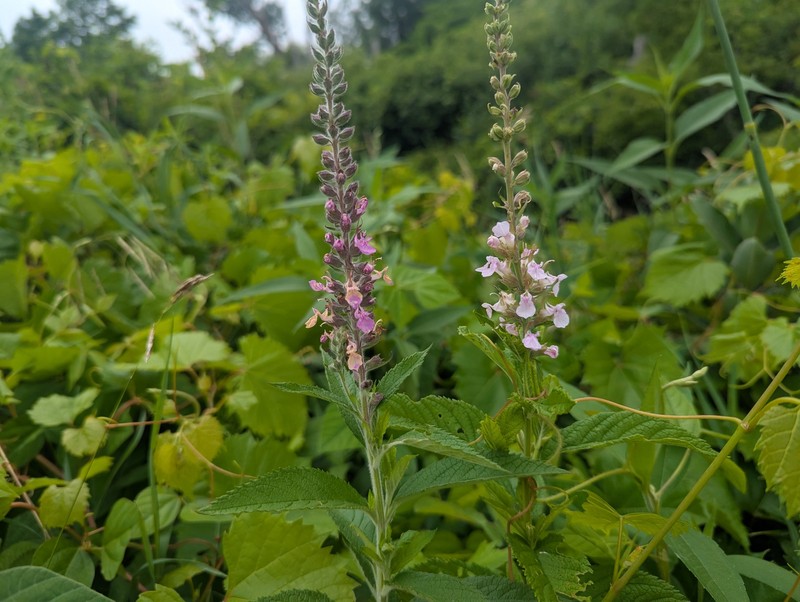 Teucrium canadense var. occidentale photo 2