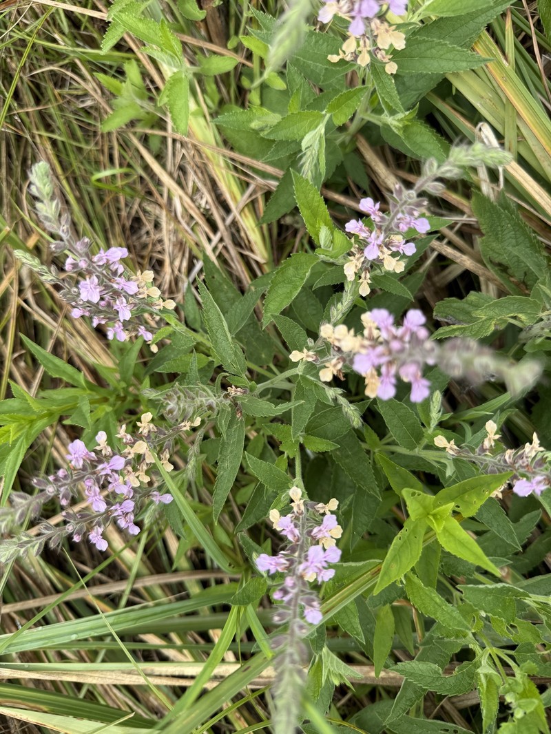 Teucrium canadense var. occidentale photo 3