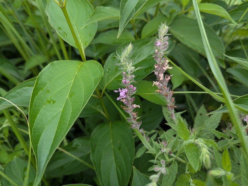 Teucrium canadense var. occidentale photo 4