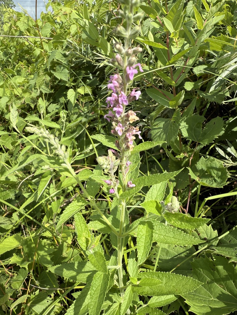 Teucrium canadense var. occidentale photo 5