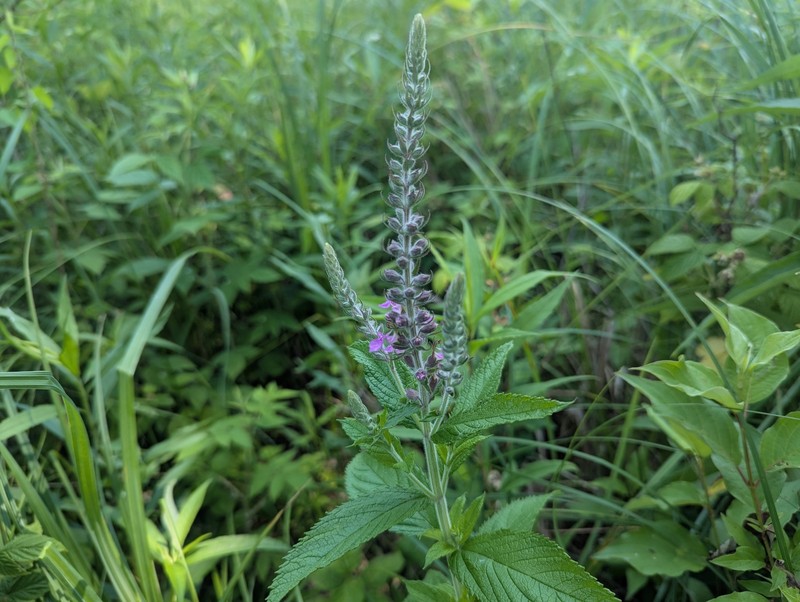 Teucrium canadense var. occidentale photo 6