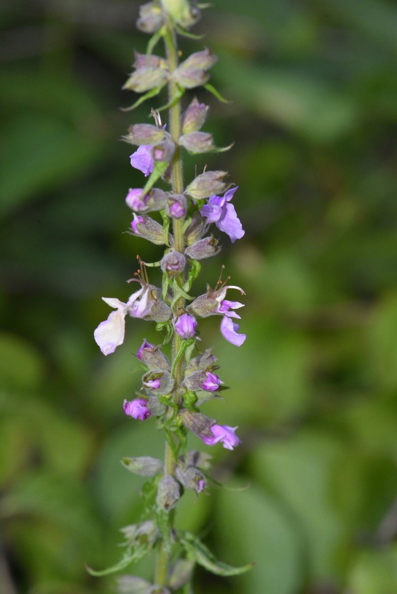 Teucrium canadense var. occidentale photo 7