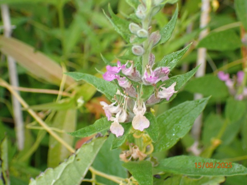Teucrium canadense var. occidentale photo 8