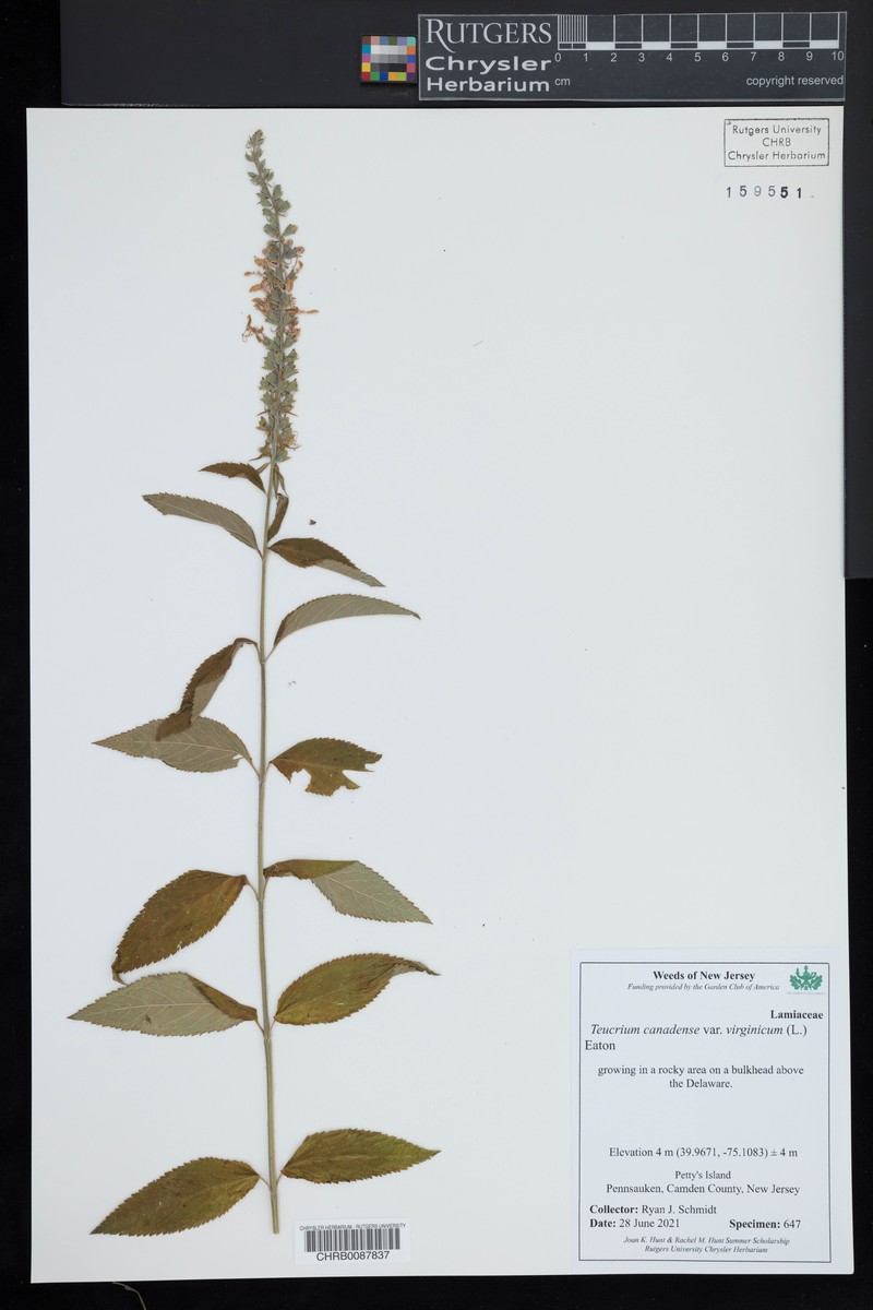 Teucrium canadense var. virginicum