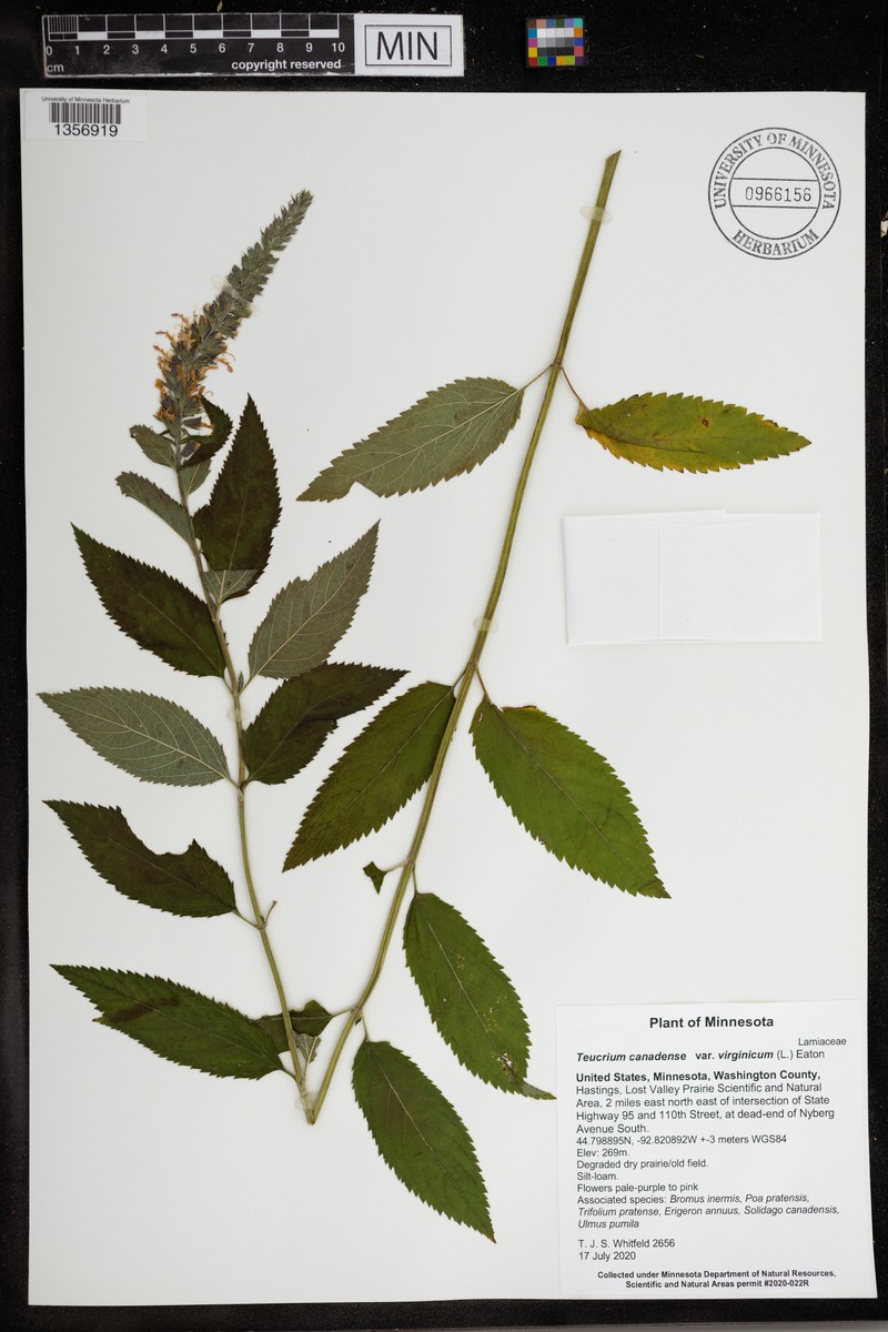 Teucrium canadense var. virginicum photo 2