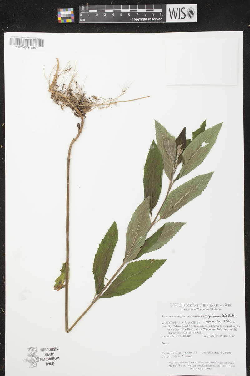 Teucrium canadense var. virginicum photo 3