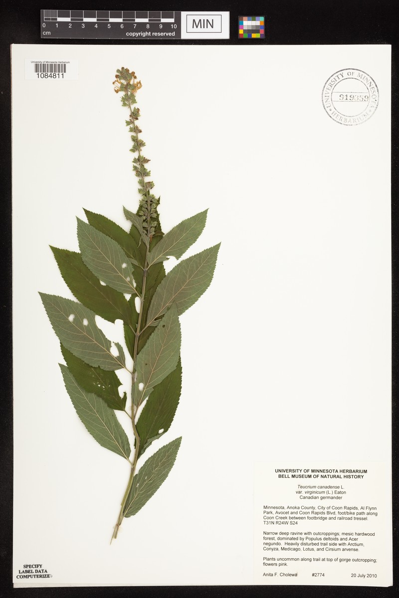 Teucrium canadense var. virginicum photo 4
