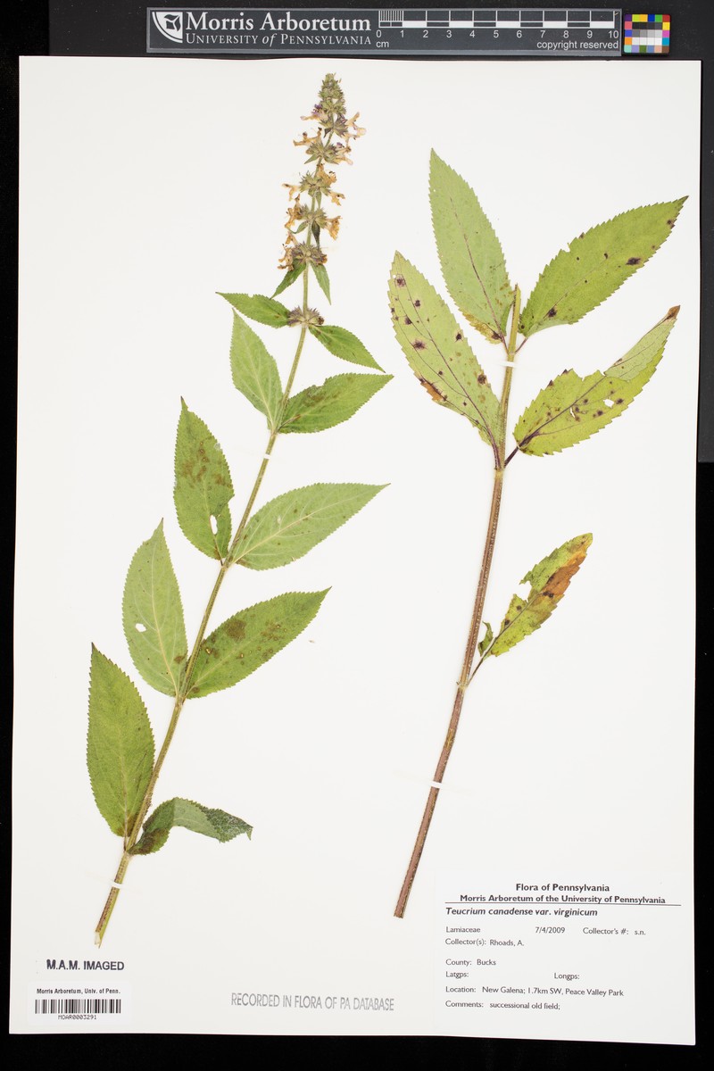 Teucrium canadense var. virginicum photo 5