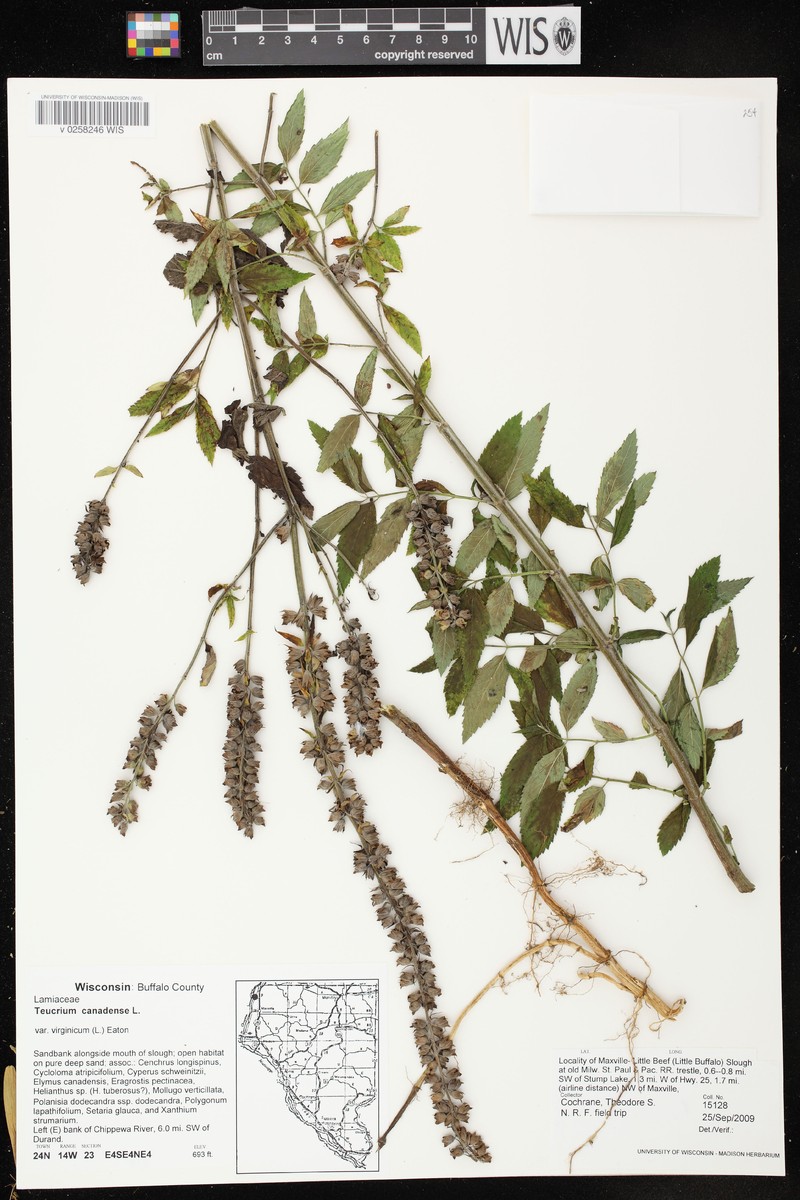Teucrium canadense var. virginicum photo 6