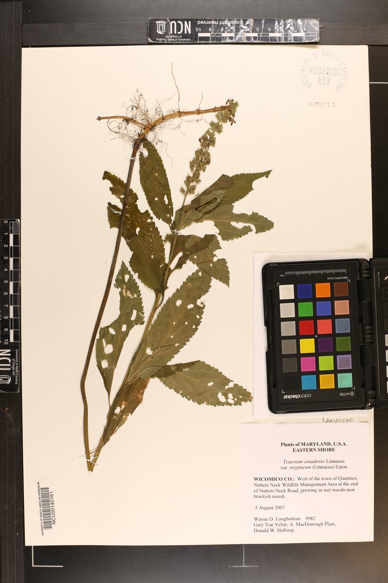 Teucrium canadense var. virginicum photo 7