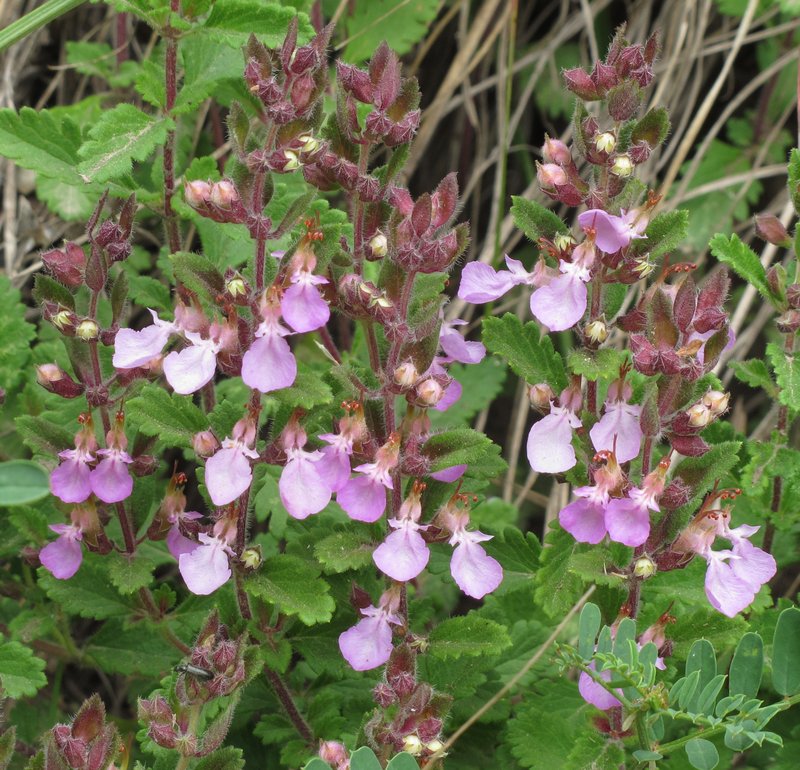 Wall Germander