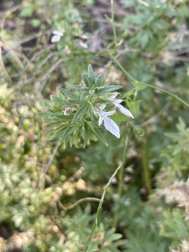 Teucrium coahuilanum