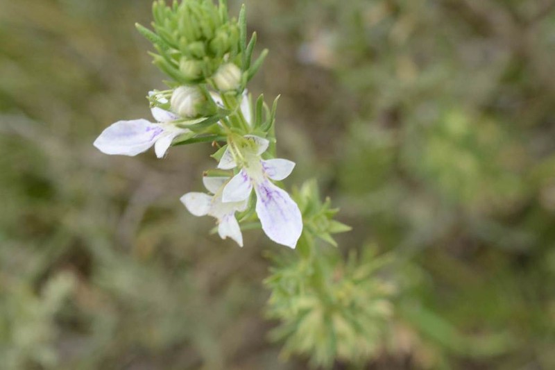 Teucrium coahuilanum photo 2