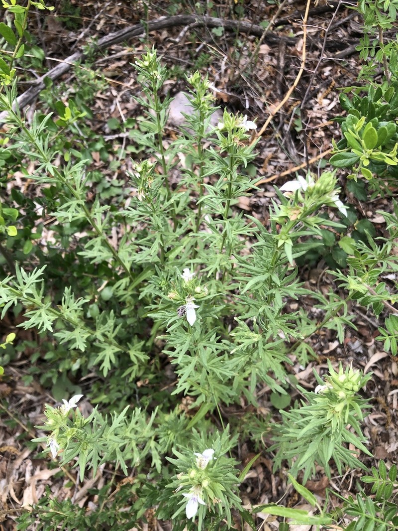 Teucrium coahuilanum photo 3