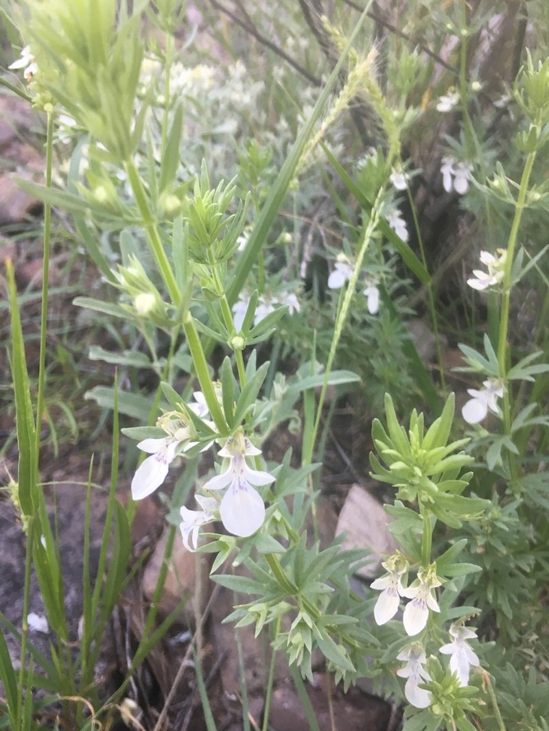 Teucrium coahuilanum photo 4