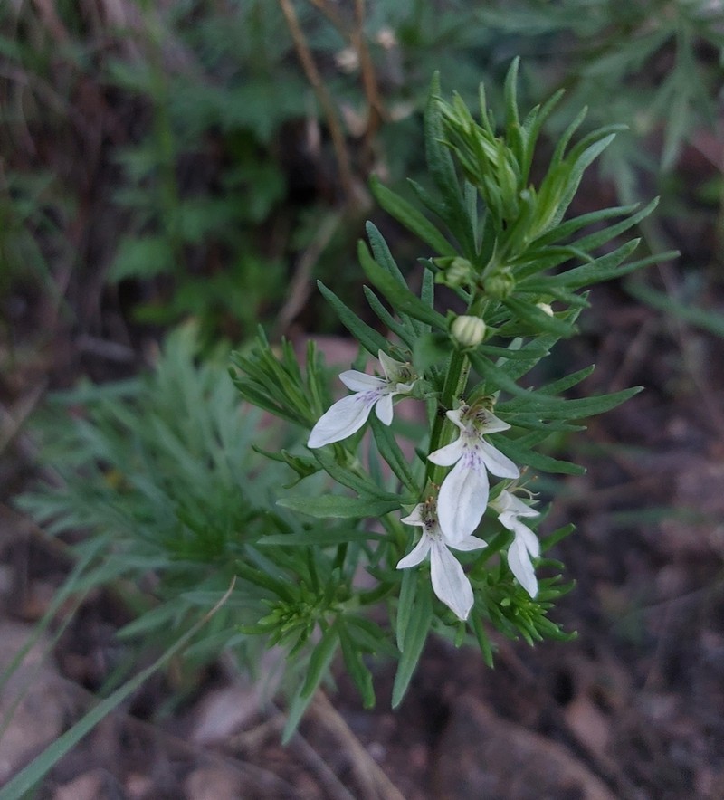 Teucrium coahuilanum photo 5