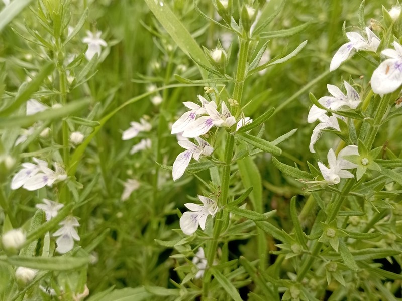 Teucrium coahuilanum photo 6