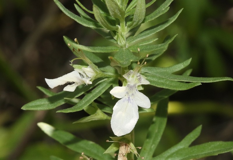 Teucrium coahuilanum photo 7